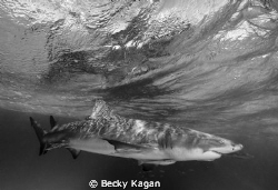 Reflections of a Lemon shark by Becky Kagan 